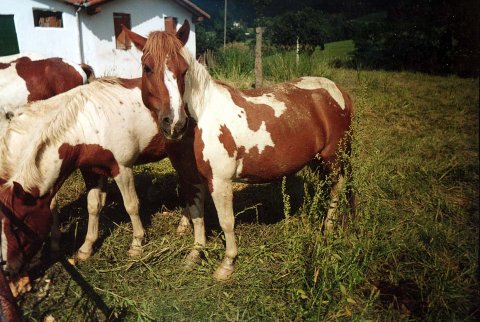 JPG fitxategia